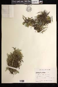 Selaginella wallacei image