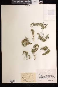 Selaginella watsonii image