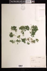 Selaginella kraussiana image