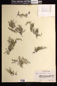 Selaginella wallacei image