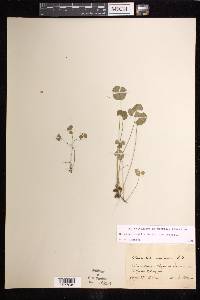 Marsilea vestita image