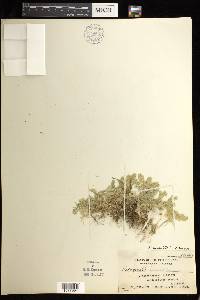 Selaginella auriculata image