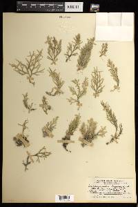 Selaginella alutacea image