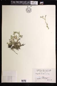 Selaginella hewittii image