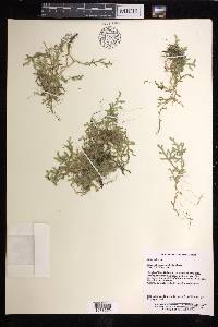 Selaginella drepanophylla image