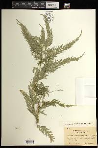 Selaginella delicatula image