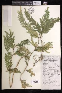 Selaginella lobbii image