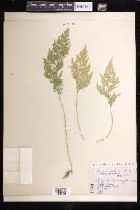 Selaginella moellendorffii image