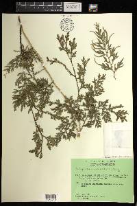 Selaginella canaliculata image