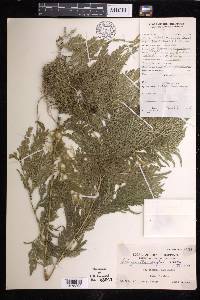 Selaginella engleri image