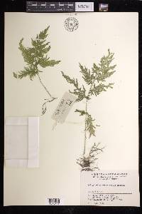 Selaginella moellendorffii image