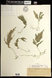 Selaginella biformis image