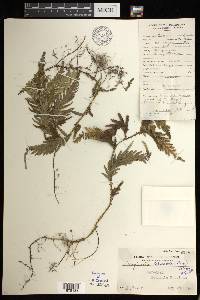 Selaginella delicatula image
