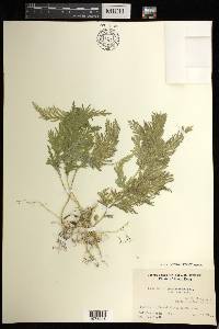 Selaginella canaliculata image