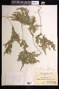 Selaginella moellendorffii image