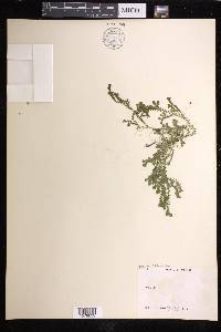 Selaginella kraussiana image