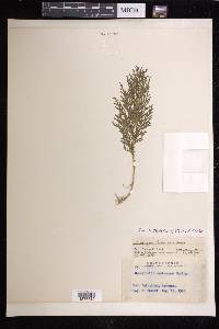 Selaginella moellendorffii image