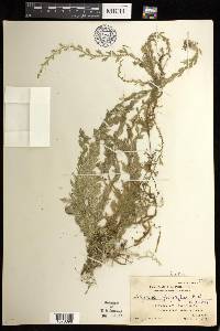 Selaginella biformis image