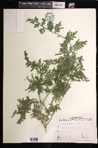 Selaginella helferi image