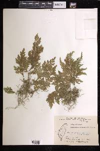 Selaginella moellendorffii image