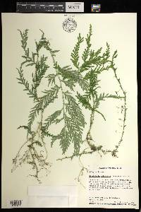 Selaginella delicatula image