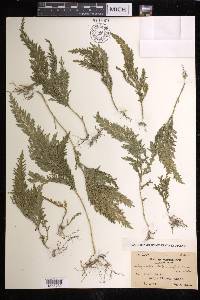 Selaginella moellendorffii image