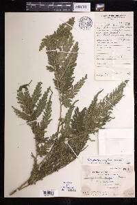 Selaginella engleri image