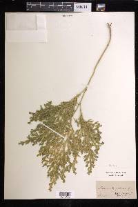 Selaginella falcata image