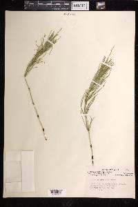 Equisetum pratense image