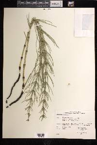 Equisetum palustre image