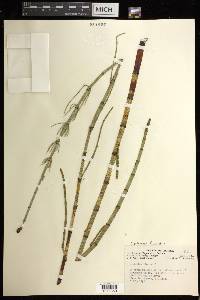 Equisetum fluviatile image