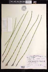 Equisetum fluviatile image