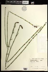 Equisetum fluviatile image