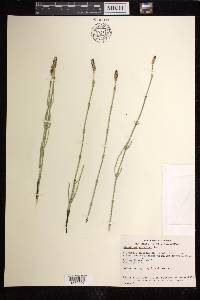 Equisetum palustre image