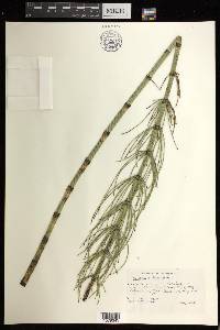 Equisetum fluviatile image