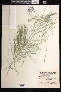 Equisetum pratense image