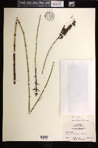 Equisetum fluviatile image