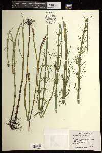 Equisetum fluviatile image