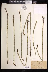 Equisetum fluviatile image