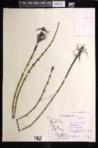 Equisetum fluviatile image