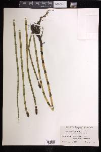 Equisetum fluviatile image