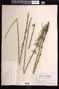 Equisetum fluviatile image