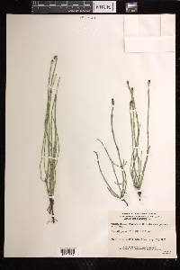 Equisetum palustre image