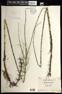 Equisetum fluviatile image