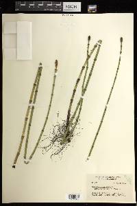 Equisetum fluviatile image