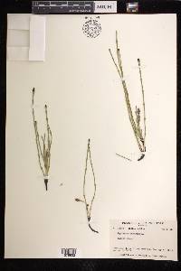 Equisetum palustre image