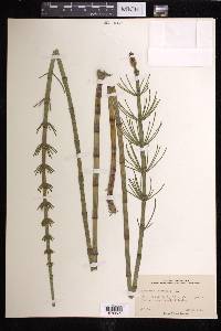 Equisetum fluviatile image