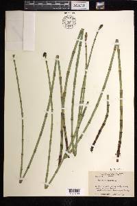 Equisetum fluviatile image