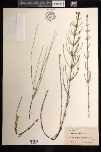 Equisetum palustre image