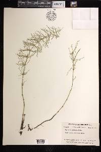 Equisetum pratense image